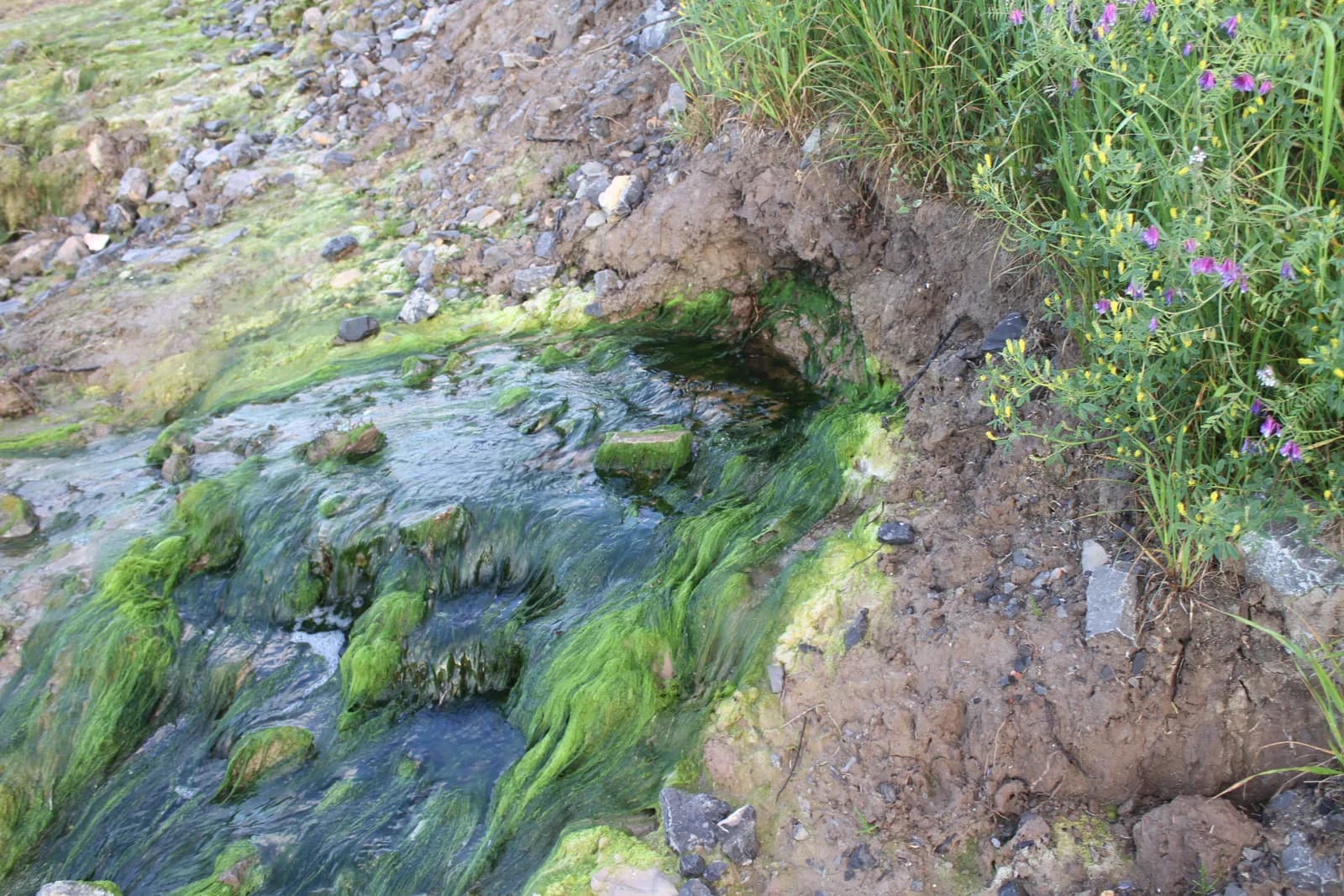 Imagen de la Ría de Villaviciosa