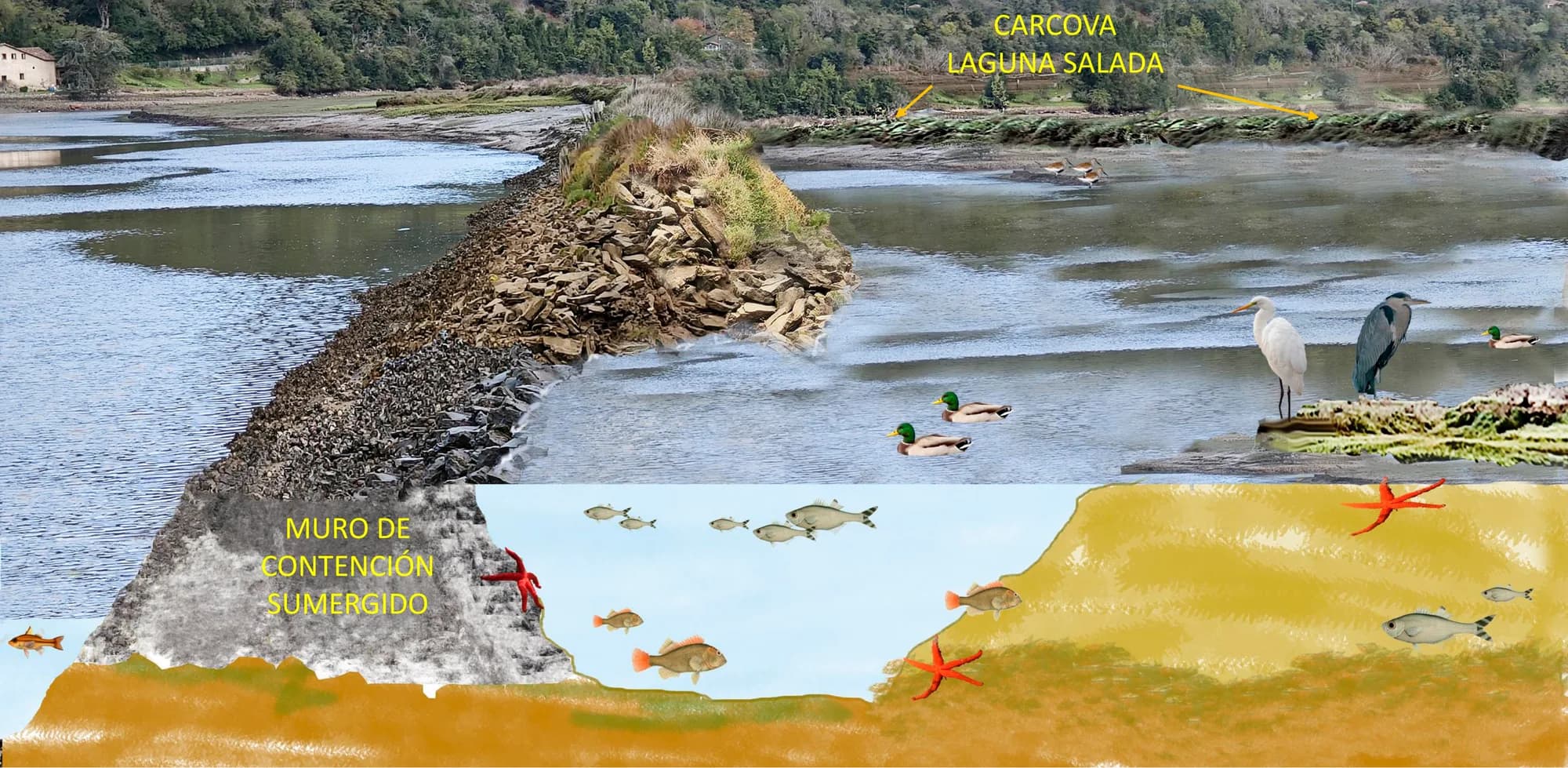 Juncales y vegetación de marisma en la ría